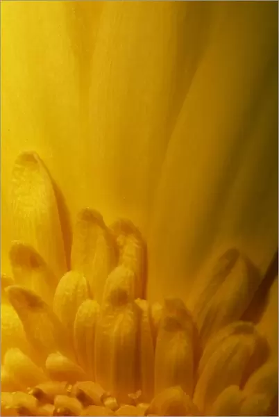 Close-up of Gerbera flower