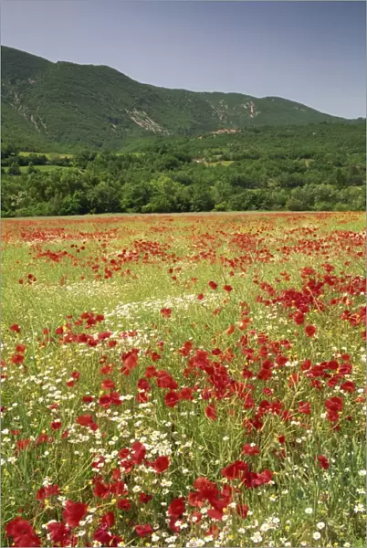 Wild flowers including poppies in a field near Apt in the Luberon mountains