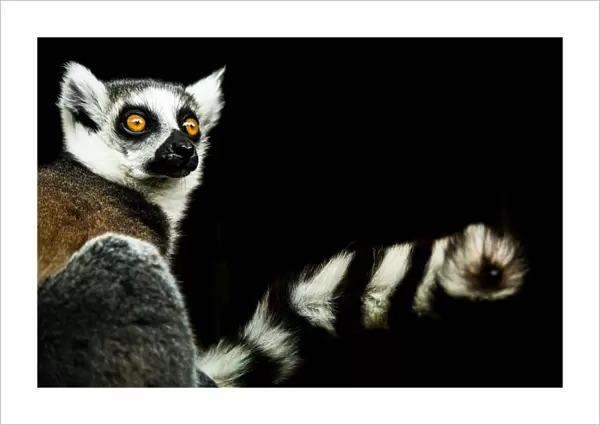 Lemur (Lemuroidea), United Kingdom, Europe
