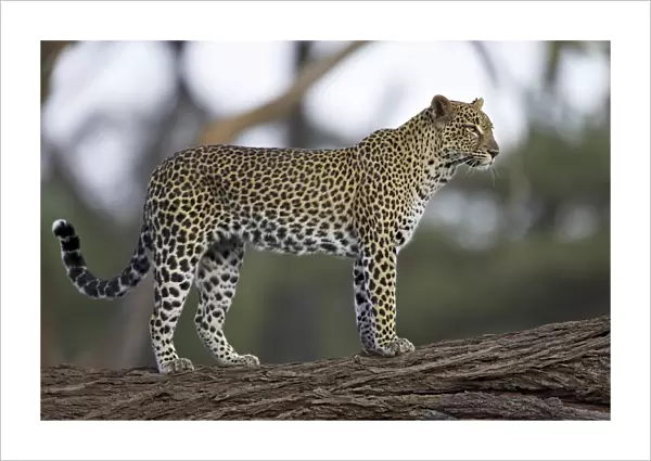 Leopard (Panthera pardus) standing on log