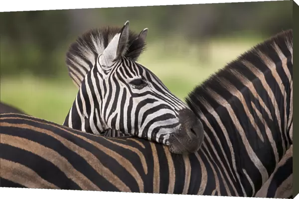 Burchells (plains) zebra (Equus burchelli)