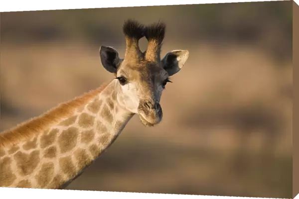 Young giraffe (Giraffa camelopardalis)