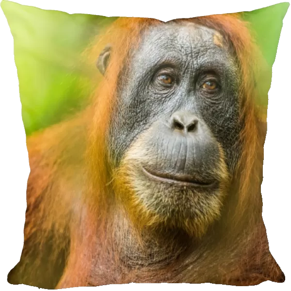 female Orangutan Sumatra (Pongo abelii), Indonesia, Southeast Asia