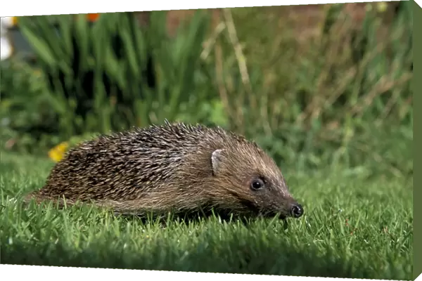 Hedgehog (Erinaceus europaeus) in suburban garden
