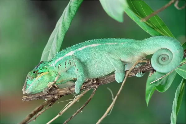 Panther chameleon on a branch
