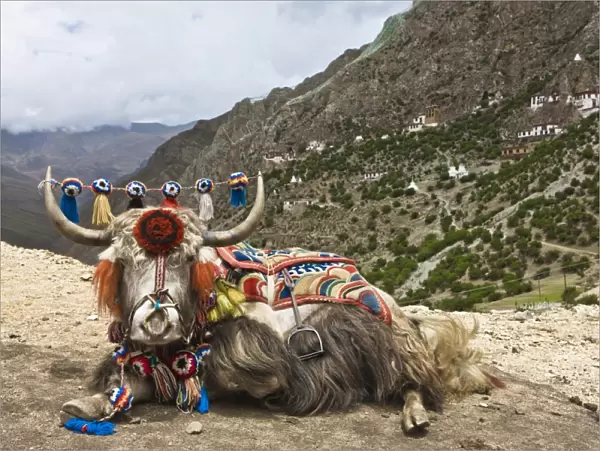 Yak in Drak Yerpa, Tibet, China, Asia