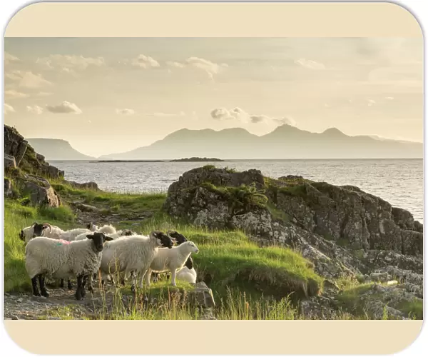 Sheep on the beach at Camusdarach, Arisaig, Highlands, Scotland, United Kingdom, Europe