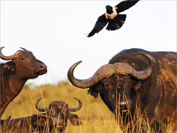 Magpie (Urolestes) and Buffalo (Syncerus caffer), Hluhluwe-Imfolozi Park, Kwazulu-Natal