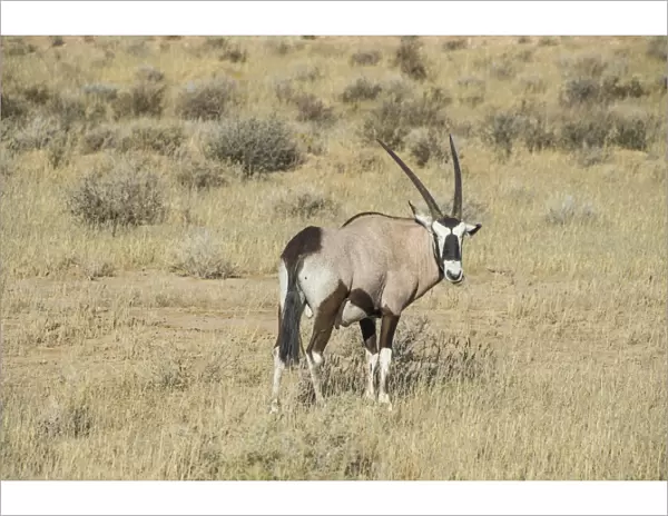 Oryx, Kalahari Transfrontier Park, South Africa, Africa