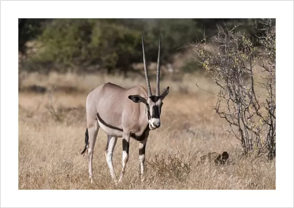 Beisa oryx (Oryx gazella beisa), Kalama Conservancy, Samburu, Kenya, East Africa, Africa