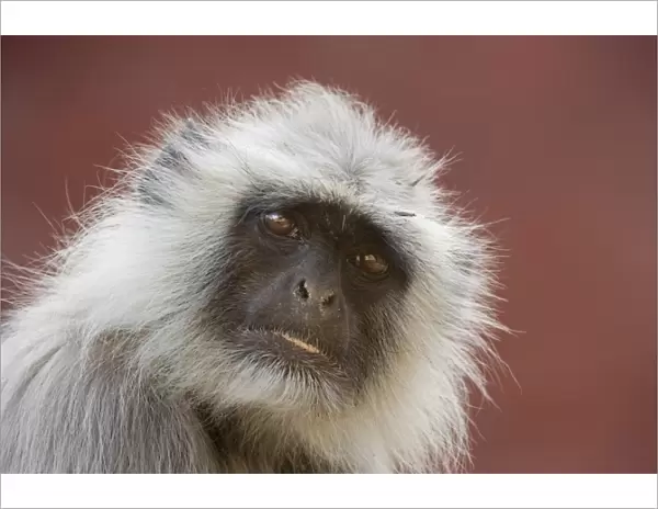 Langur monkey (Semnopithecus entellus), Rajasthan, India, Asia