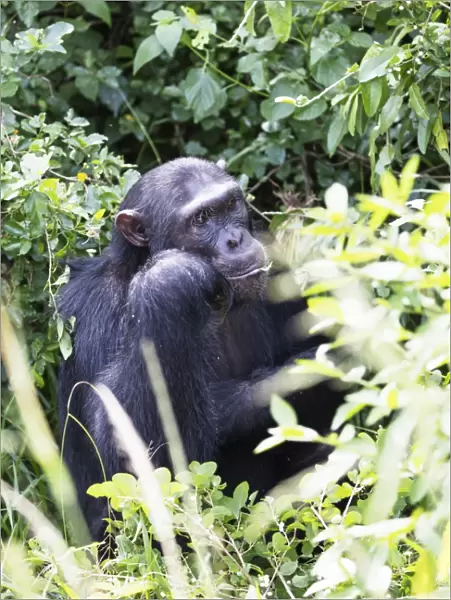 Common Chimpanzee (Pan troglodytes), Kyambura Gorge, Queen Elizabeth National Park