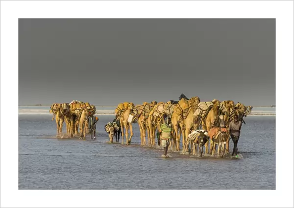 Camel caravan walking in the heat through a salt lake, Danakil depression, Ethiopia