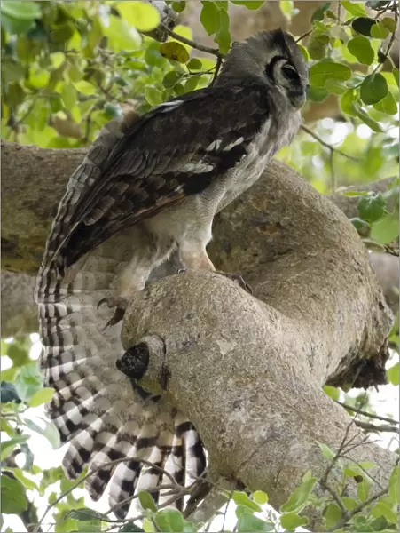 A Verreauxs eagle-owl (Bubo lacteus) in a tree, Tsavo, Kenya, East Africa, Africa