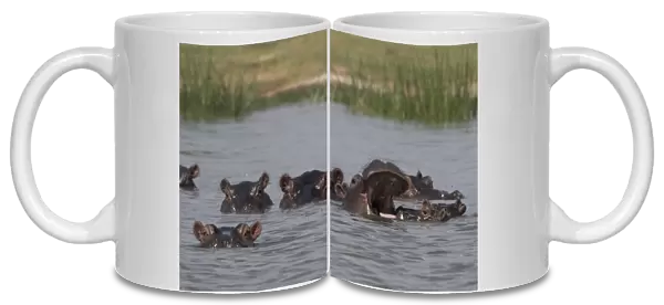 A pod of Hippopotamus (Hippopotamus amphibius), in Lake Gipe, Tsavo, Kenya, East Africa
