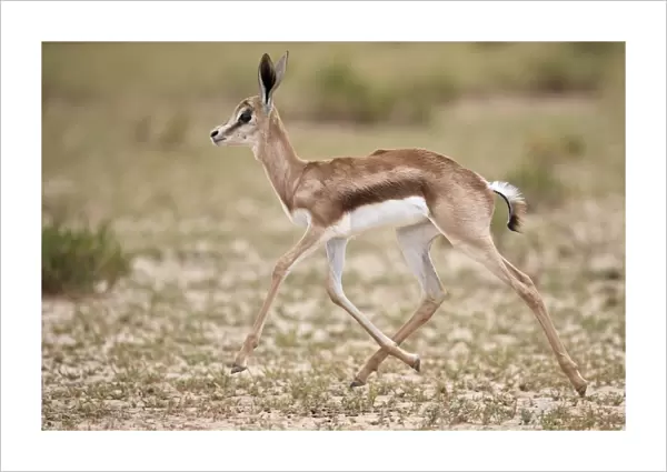 Springbok (Antidorcas marsupialis) calf running, Kgalagadi Transfrontier Park, South Africa