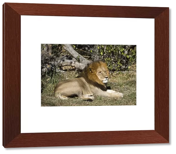 Lion (Panthera leo), Moremi Game Reserve, Okavango Delta, Botswana, Africa