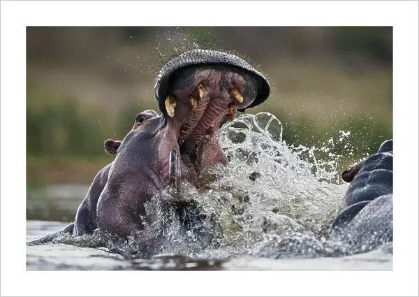 Hippopotamus (Hippopotamus amphibius) sparring, Kruger National Park, South Africa