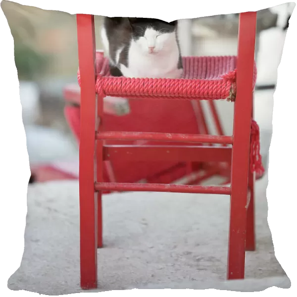 Black and white cat asleep on red chair, Kastro, Sifnos, Cyclades, Aegean Sea, Greek Islands