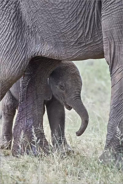 Days-old African Elephant (Loxodonta africana) calf, Kruger National Park, South Africa