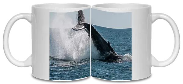 Humpback whale (Megaptera novaeangliae) tail slapping, Resurrection Bay, Kenai Fjords National Park