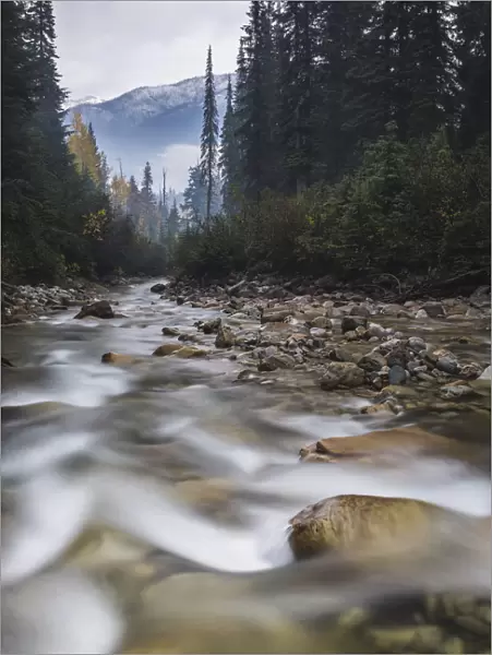 Connaught Creek winding through a dark misty forest, Glacier National Park of Canada