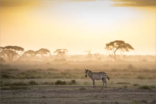Zebras at sunset in Amboseli National Park, Kenya, East Africa, Africa