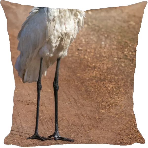 Jabiru stork (Jabiru mycteria), Pantanal, Mato Grosso do Sul, Brazil, South America