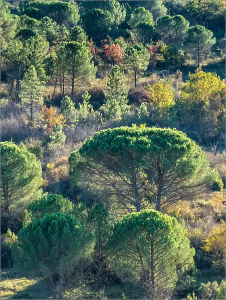 Backlit pine trees, Strada in Chianti, Tuscany, Italy, Europe