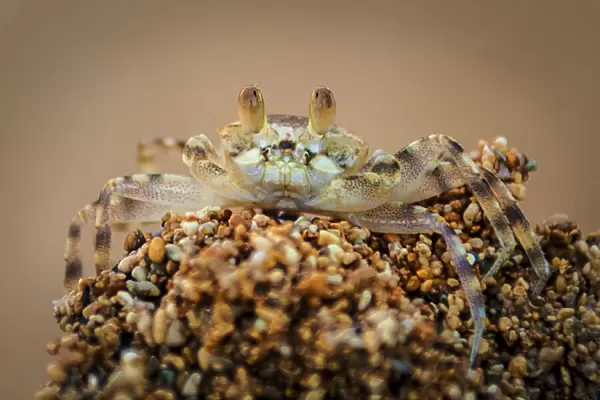 A macro close-up of a small beach crab in Hawaii, United States of America, Pacific