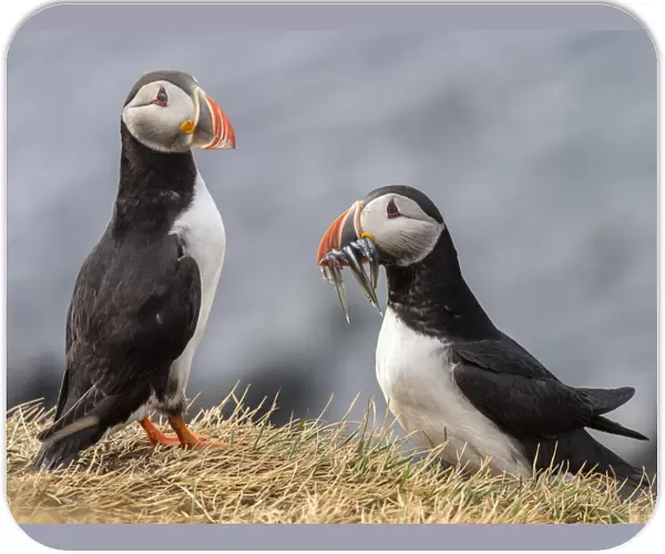Adult Atlantic puffins (Fratercula arctica), returning to the nest site with fish