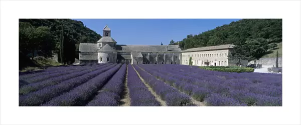 Abbaye de Senanque with purple lavender in foreground, Gordes, Vaucluse Department