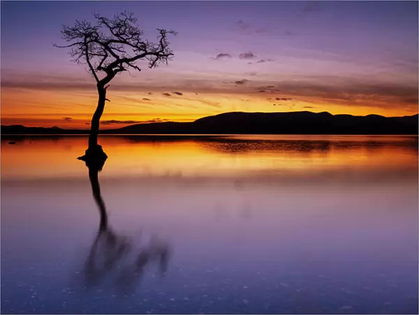 Sunset, lone tree in Milarrochy Bay, Loch Lomond and the Trossachs National Park, Balmaha, Stirling, Scotland, United Kingdom, Europe