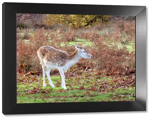 Fallow Deer at Knole Park, near Sevenoaks, Kent, England, United Kingdom, Europe