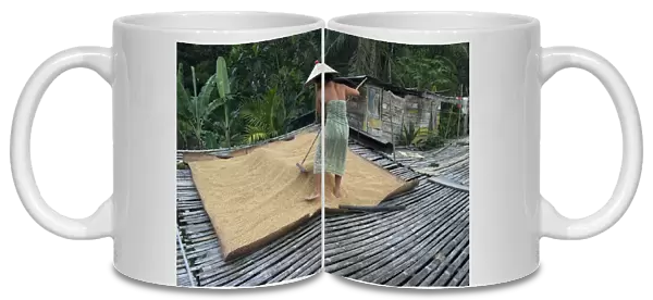 Iban tribeswoman raking through drying rice crop on sacking laid on bamboo longhouse verandah