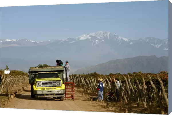 Grape harvest at a vineyard in Lujan de Cuyo with the Andes mountains in the background
