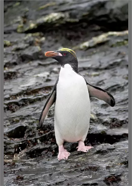 Macaroni penguin (Eudyptes chrysolophus), Royal Bay, South Georgia, Polar Regions