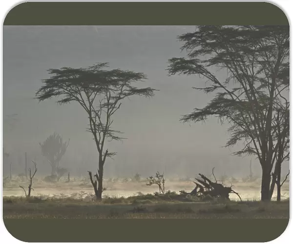 Acacia and euphorbia Trees, Lake Nakuru National Park, Kenya, East Africa, Africa