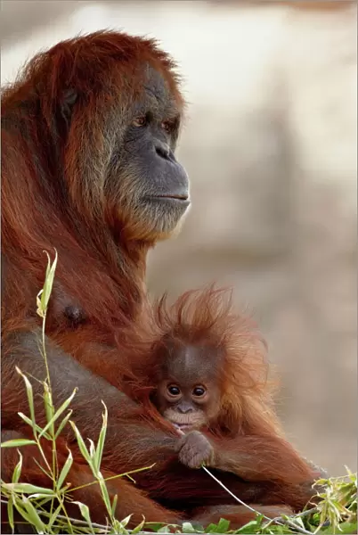 Orangutan (Pongo pygmaeus) mother and 6-month old baby in captivity, Rio Grande Zoo