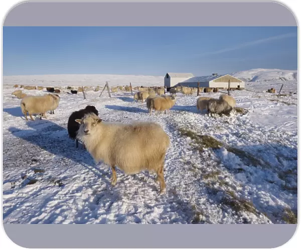 Icelandic sheep in winter, Reykjanes Peninsula near Krisuvik, Iceland, Polar Regions