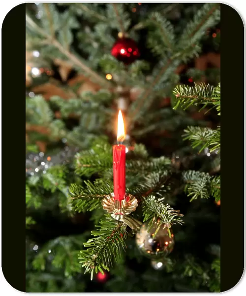 Christmas tree, Haute Savoie, France, Europe