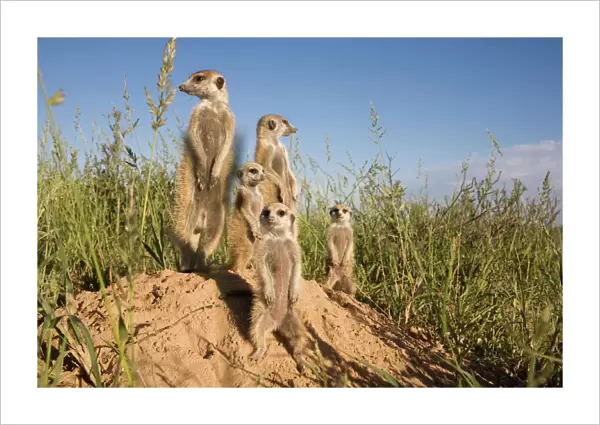 Group of meerkats (Suricata suricatta), Kalahari Meerkat Project, Van Zylsrus