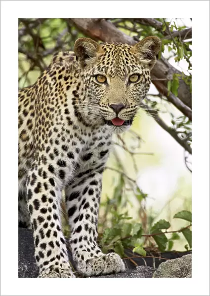 Young leopard (Panthera pardus), Kruger National Park, South Africa, Africa