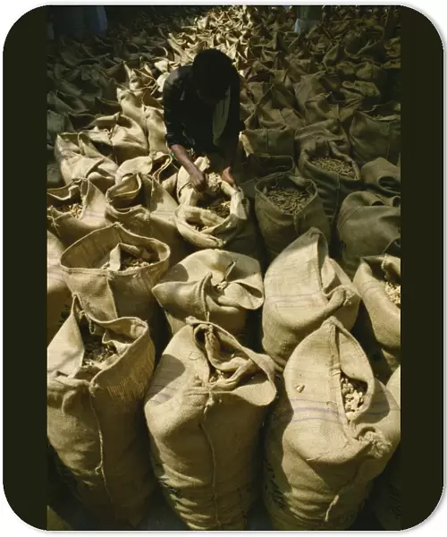 Hessian bags full of stem ginger, Cochin, Kerala state, India, Asia