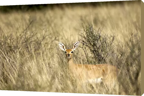 Steenbok, Kgalagadi National Park, South Africa, Africa