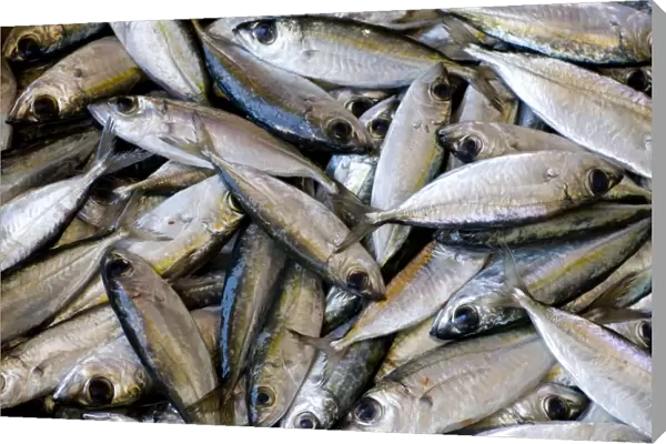 Close-up of fish catch, Central Market of Mindelo, San Vincente, Cape Verde Islands