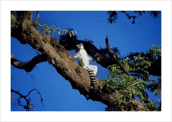 Ring-tailed Lemur (Lemur catta) sunbathing in tree, Berenty, Southern Madagascar, Africa