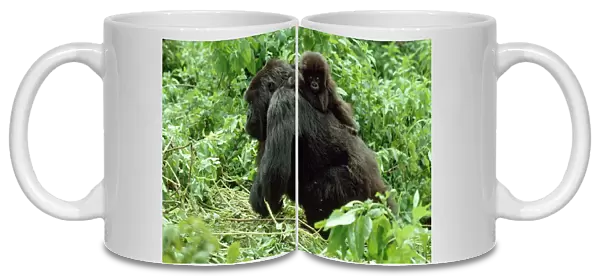 Mountain Gorillas (Gorilla g. beringei) female with infant on back, Virunga Volcanoes