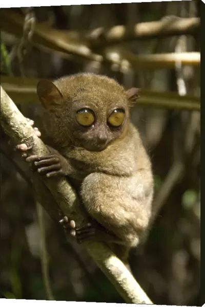Tarsier fraterculus, the smallest living primate, 130mm (5 ins) tall, Tarsier Sanctuary