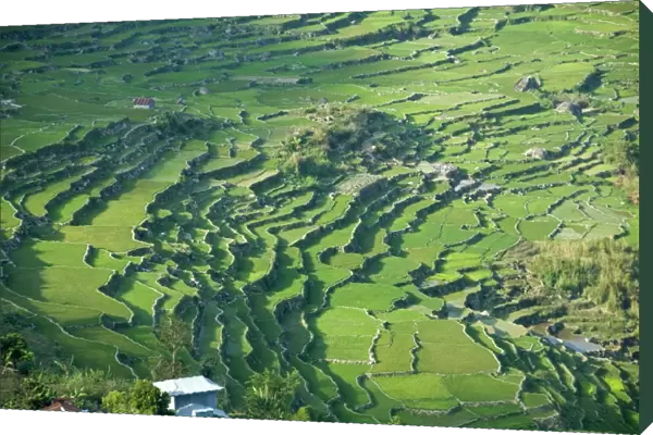 Rice terraces typical of Ifugao culture, Kapayaw, near Sagada, Cordillera